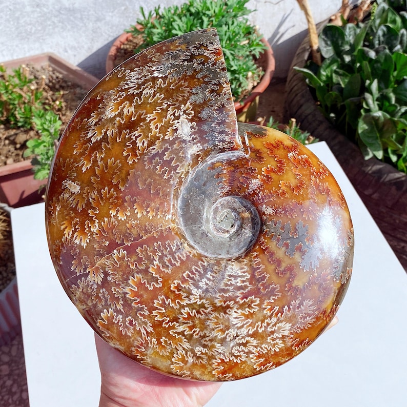 May include: A polished, fossilized ammonite shell, showcasing a spiral form with intricate patterns. The shell displays warm brown, orange, and cream hues, with a cut section revealing the internal structure. The fossil is a natural, decorative item.