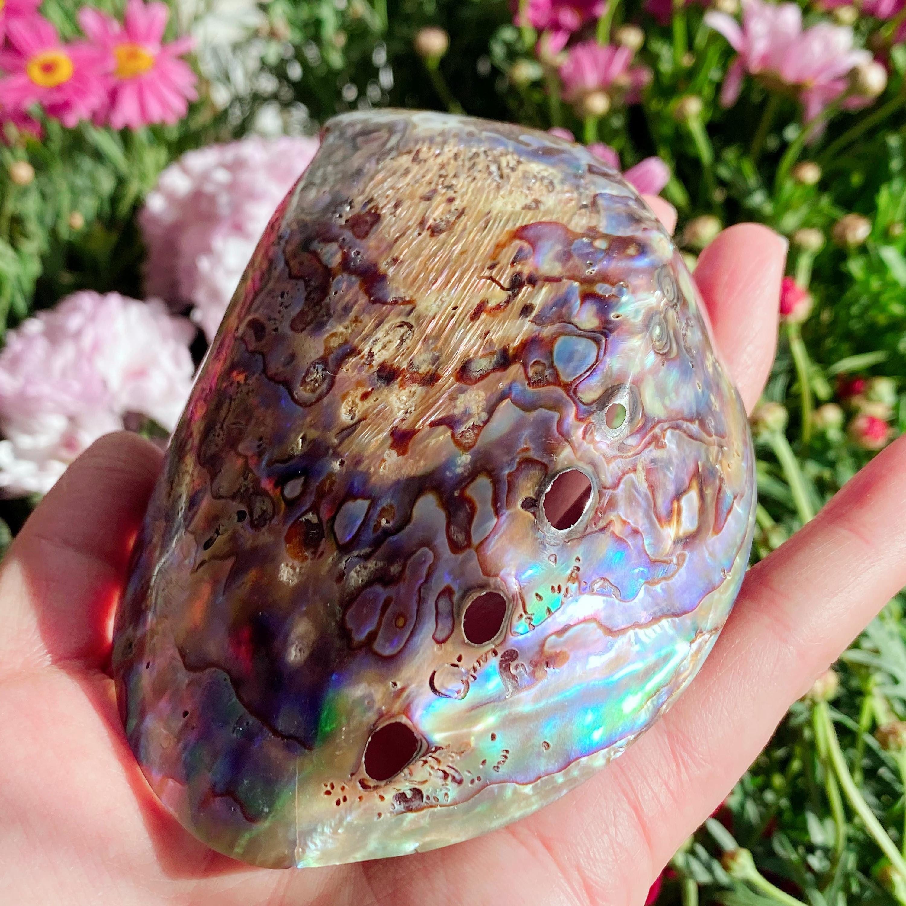 Raibow Shell Natural Abalone Shell Dish, Rainbow Iridescent Seashell Decor, Jewelry ...