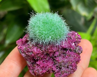 Ruby Zeolite Dandelion Specimen: Crystal Quartz Cluster, Mineral Collection