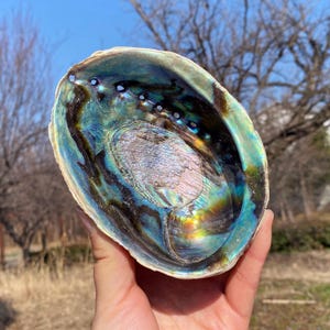 May include: An iridescent abalone shell with a pearlescent interior. The shell displays a spectrum of colors, including blues, greens, and hints of gold. The natural, organic shape of the shell is visible, with a smooth, polished surface. A unique decorative item.