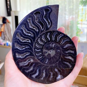 Puede incluir: Un fósil de amonita pulido, de color azul oscuro, con intrincados patrones en espiral e inclusiones cristalinas blancas. El fósil se sostiene en una mano. Un espécimen de historia natural.