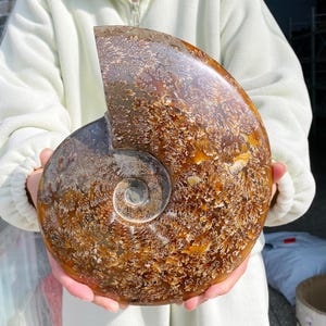 May include: A large, polished ammonite fossil with a spiral shape. The fossil features a mix of brown, tan, and white patterns. The surface has a glossy finish, highlighting the intricate details of the ancient marine creature.