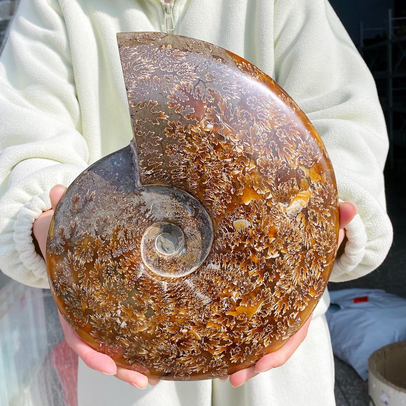 May include: A large, polished ammonite fossil with a spiral shape. The fossil features a mix of brown, tan, and white patterns. The surface has a glossy finish, highlighting the intricate details of the ancient marine creature.