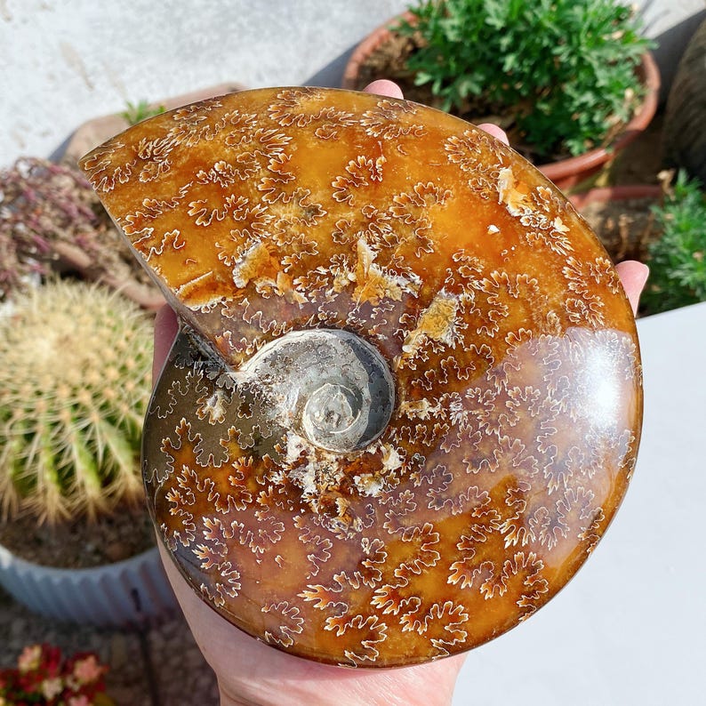 May include: A polished, fossilized ammonite shell with a spiral shape. The shell displays a warm, amber-brown color with intricate, flower-like patterns. The center features a silver-colored, coiled chamber. The fossil is held in a hand.