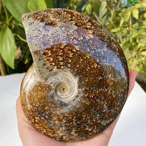 以下が含まれることがあります： 磨かれたアンモナイトの化石の殻で、螺旋状の形をしています。殻は、複雑なクリーム色の模様を持つ、豊かな茶色の色合いを示しています。表面は滑らかで反射性があり、古代の海洋生物の自然な美しさを際立たせています。