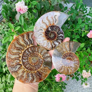 May include: Four polished ammonite fossils with spiral patterns in shades of brown, tan, and cream are held in a hand. The fossils are displayed against a backdrop of green foliage and pink roses, showcasing their natural beauty.
