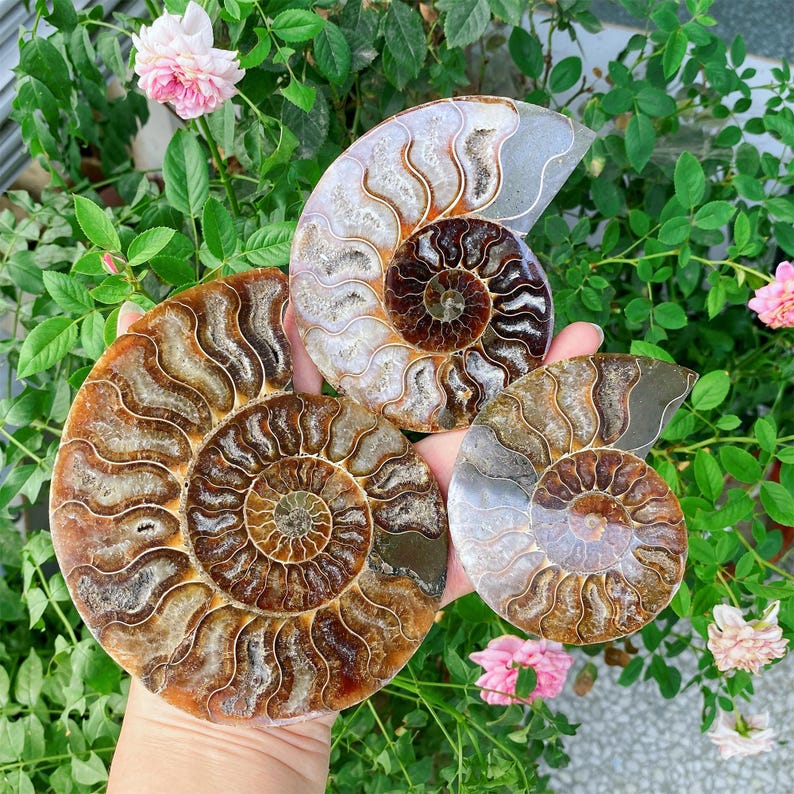 May include: Four polished ammonite fossils with spiral patterns in shades of brown, tan, and cream are held in a hand. The fossils are displayed against a backdrop of green foliage and pink roses, showcasing their natural beauty.