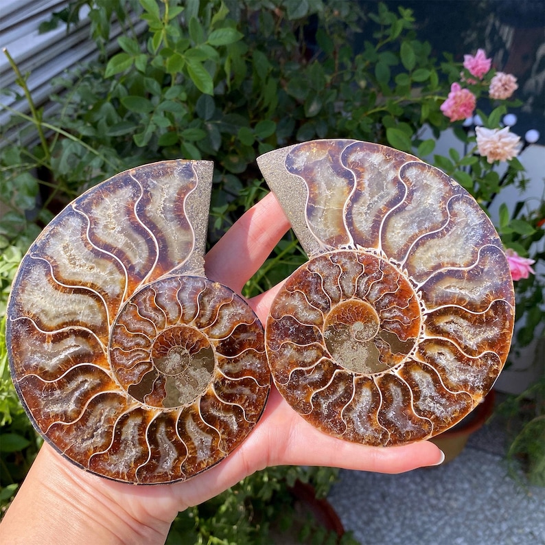 May include: Two polished ammonite fossils, showcasing intricate spiral patterns in shades of brown, tan, and gold. The fossils are held in a hand, with a backdrop of green foliage and pink flowers.