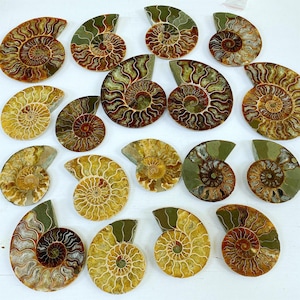 May include: A collection of polished ammonite fossils, showcasing a variety of colors including golden yellow, brown, and green. The spiral patterns are clearly visible, highlighting the natural beauty of these ancient marine creatures. The fossils are displayed on a white surface.