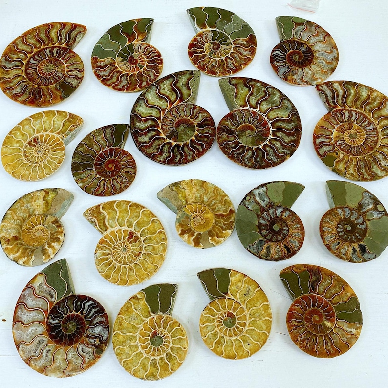 May include: A collection of polished ammonite fossils, showcasing a variety of colors including golden yellow, brown, and green. The spiral patterns are clearly visible, highlighting the natural beauty of these ancient marine creatures. The fossils are displayed on a white surface.