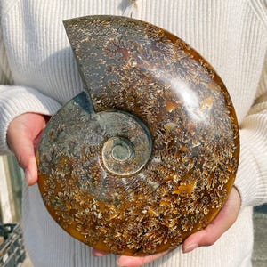 Polished Ammonite Fossil Halves: Natural Crystal Healing Decor image 1