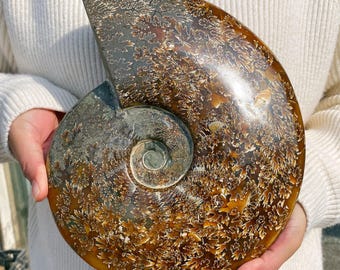 Polished Ammonite Fossil Halves: Natural Crystal Healing Decor