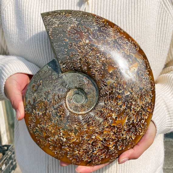 Polished Ammonite Fossil Halves: Natural Crystal Healing Decor