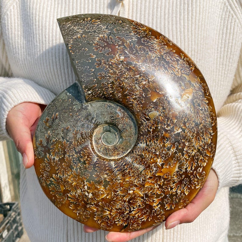 Polished Ammonite Fossil Halves: Natural Crystal Healing Decor image 1