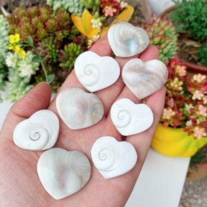 Può includere: Una collezione di conchiglie a forma di cuore in varie tonalità di bianco e crema. Ogni conchiglia presenta un design a spirale, con alcune che mostrano sottili motivi naturali. Le conchiglie sono tenute in una mano, con uno sfondo di piante verdi e rosse.