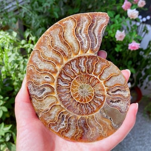 May include: A polished ammonite fossil, showcasing a spiral pattern in shades of brown, tan, and cream. The fossil's intricate details are visible, with a smooth, polished surface. The fossil is held in a hand, with a blurred background of greenery and pink flowers.