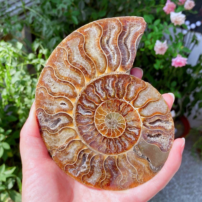May include: A polished ammonite fossil, showcasing a spiral pattern in shades of brown, tan, and cream. The fossil's intricate details are visible, with a smooth, polished surface. The fossil is held in a hand, with a blurred background of greenery and pink flowers.