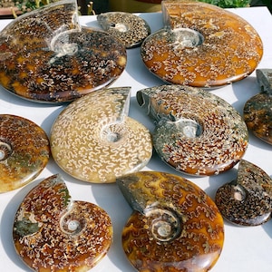 May include: A collection of polished ammonite fossils in various sizes and shades of brown, tan, and cream. The fossils display intricate patterns and spiral shapes, showcasing the natural beauty of ancient marine life. The collection is arranged on a white surface.