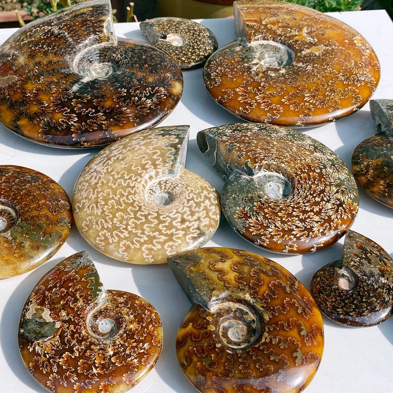 May include: A collection of polished ammonite fossils in various sizes and shades of brown, tan, and cream. The fossils display intricate patterns and spiral shapes, showcasing the natural beauty of ancient marine life. The collection is arranged on a white surface.