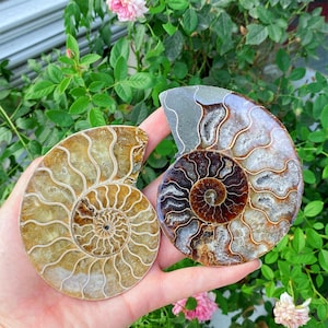 May include: Two polished ammonite fossils with intricate spiral patterns. One is a light brown color, and the other is a mix of brown, gray, and white. The fossils are held in a hand, with green foliage and pink flowers in the background.