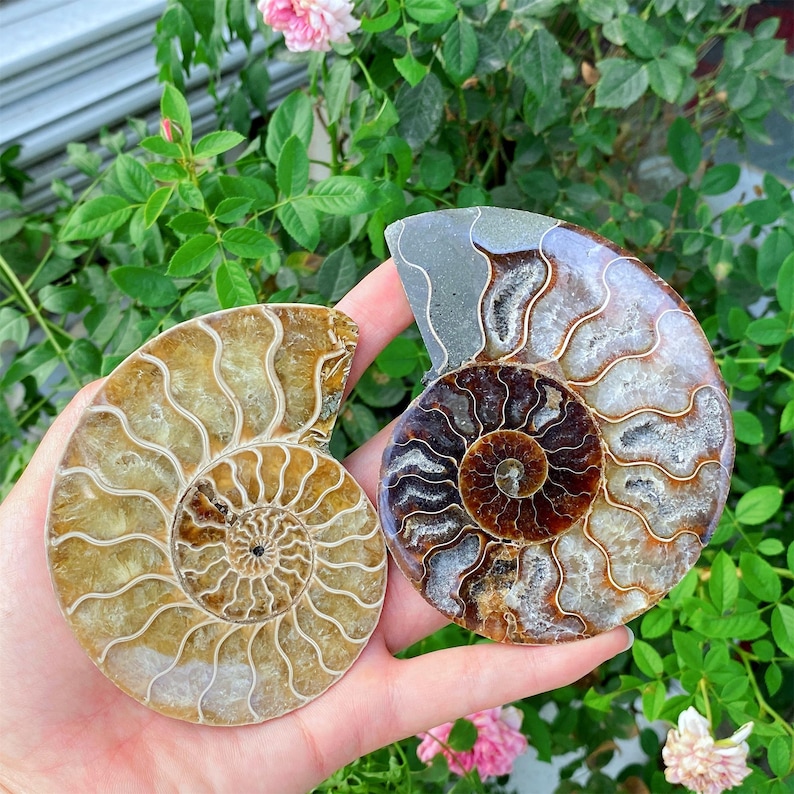 May include: Two polished ammonite fossils with intricate spiral patterns. One is a light brown color, and the other is a mix of brown, gray, and white. The fossils are held in a hand, with green foliage and pink flowers in the background.