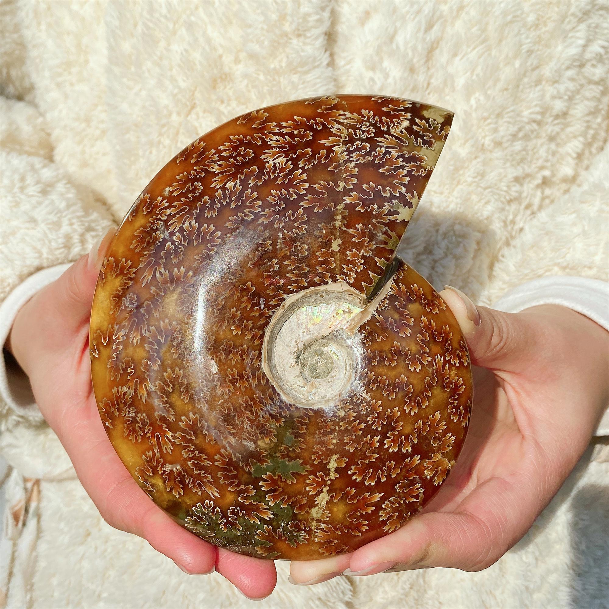 Ammonite nodule - Etsy 日本