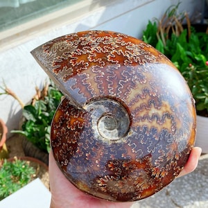 May include: A polished, fossilized ammonite shell with a spiral shape. The shell features intricate patterns in shades of brown, tan, and white. The fossil is held in a hand, showcasing its size and detail. The ammonite is a natural history specimen.