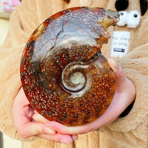 May include: A polished ammonite fossil shell, showcasing a spiral form. The shell exhibits a rich array of colours, including browns, ambers, and touches of gold. Intricate patterns cover the surface, creating a unique and natural decorative item.