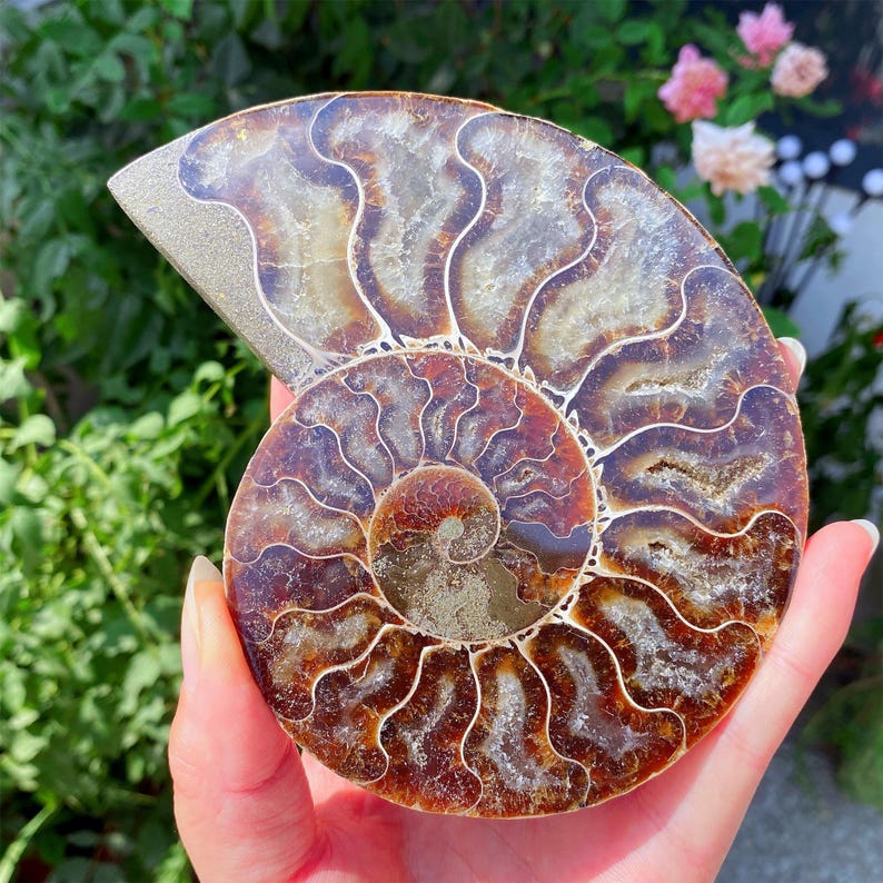May include: A polished ammonite fossil, showcasing a spiral pattern in shades of brown, tan, and gray. The fossil's intricate chambers and shell structure are visible, with a smooth, reflective surface. The fossil is a natural, decorative item.