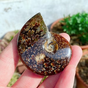 May include: A polished, fossilized ammonite shell. The shell displays a spiral pattern with intricate, leaf-like markings in shades of brown, tan, and green. The fossil is held in a hand, showcasing its size and detail.