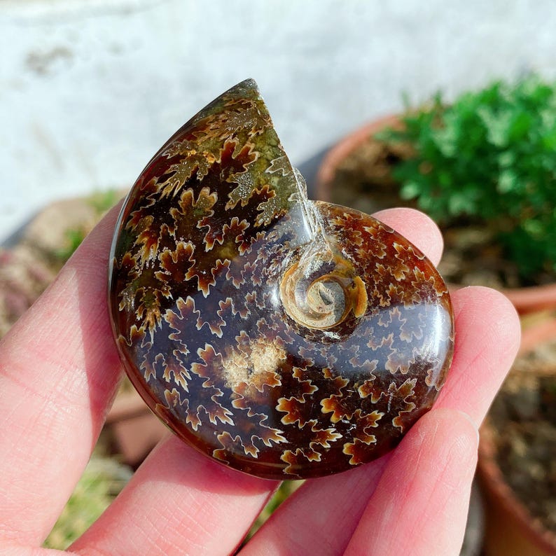 May include: A polished, fossilized ammonite shell. The shell displays a spiral pattern with intricate, leaf-like markings in shades of brown, tan, and green. The fossil is held in a hand, showcasing its size and detail.