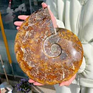 May include: A polished, fossilized ammonite shell, showcasing a spiral form. The shell exhibits a warm brown hue with intricate, cream-colored patterns. The fossil is held in a person's hands, highlighting its size and detail.