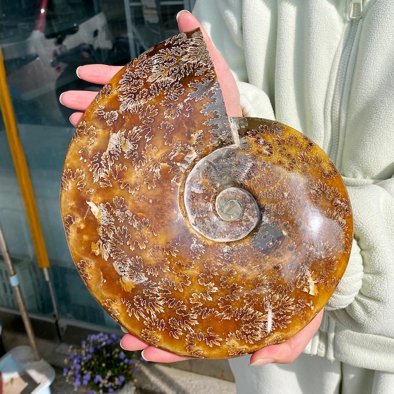 May include: A polished, fossilized ammonite shell, showcasing a spiral form. The shell exhibits a warm brown hue with intricate, cream-colored patterns. The fossil is held in a person's hands, highlighting its size and detail.