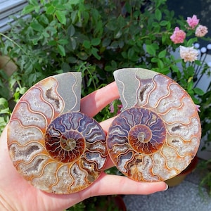 May include: Two halves of a polished ammonite fossil, showcasing intricate spiral patterns in shades of brown, tan, and gray. The fossil is held against a backdrop of green foliage and pink flowers, highlighting its natural beauty.