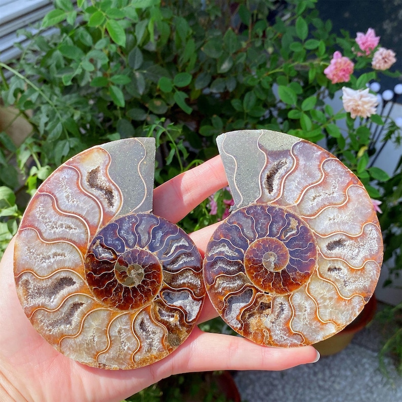 May include: Two halves of a polished ammonite fossil, showcasing intricate spiral patterns in shades of brown, tan, and gray. The fossil is held against a backdrop of green foliage and pink flowers, highlighting its natural beauty.
