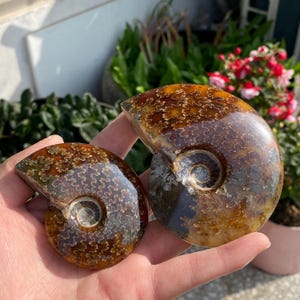 May include: Two polished ammonite fossils, showcasing intricate spiral patterns and a range of brown and tan hues. The larger fossil is held in a hand, revealing the natural beauty and detail of the ancient marine creatures.