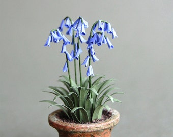 May include: A miniature potted plant with bluebell flowers and green leaves. The flowers are a vibrant blue, and the pot is a small, weathered terracotta. The plant is set against a neutral grey background.
