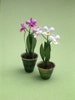 Cattleya Orchid Paper Flower Kit  for 1/12th scale Dollhouses, Florists and Miniature Gardens 