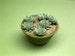 Echeveria Paper Plant Kit  for 1/12th scale Dollhouses, Florists and Miniature Gardens 