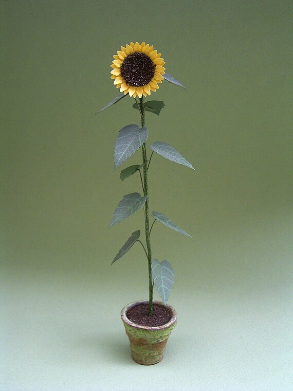 Top 98+ imagen cuidados girasol gigante - Abzlocal.mx