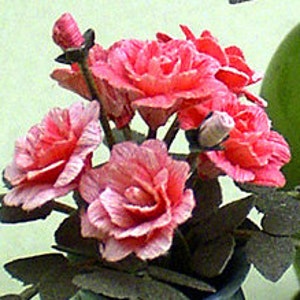 Climbing Rose Paper Flower Kit for 1/12th scale Dollhouses, Florists and Miniature Gardens image 3