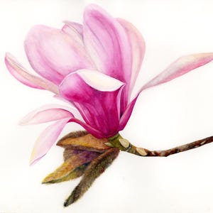 Magnolia Flower Original Watercolor