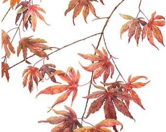Japanese Maple Tree Watercolor Print | Botanical Art | San Francisco