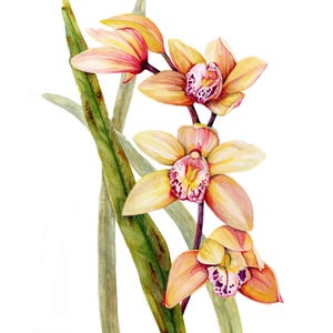 Cymbidium Orchid Watercolor