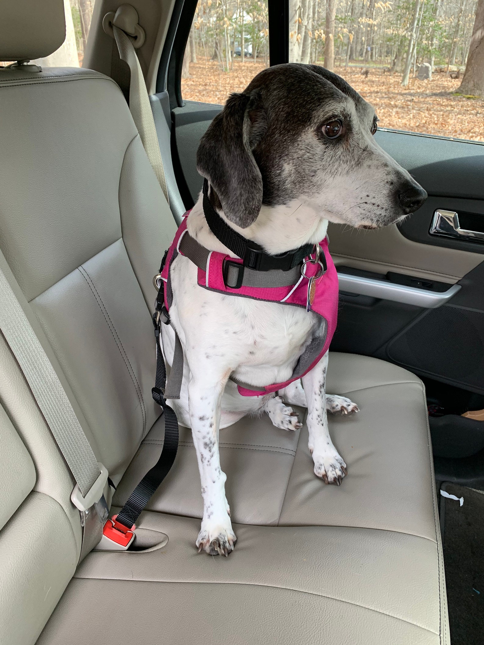 Seat Belt Tether for Dogs Buckles Into Car Seat Belt Etsy