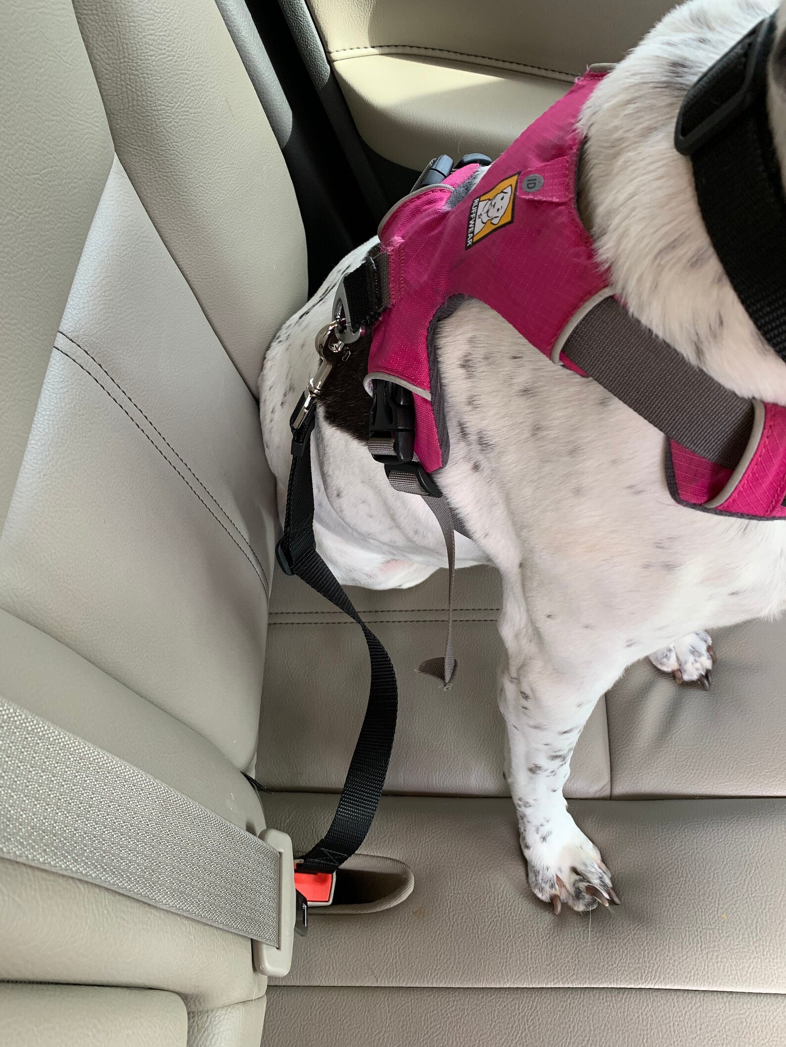 Seat Belt Tether for Dogs Buckles Into Car Seat Belt Etsy