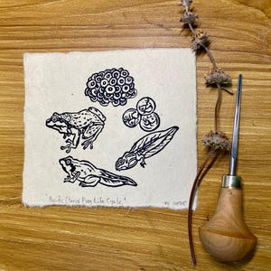May include: A black and white print on textured paper depicts the life cycle of a Pacific Chorus Frog. The print shows eggs, tadpoles, and frogs. A wooden handled carving tool and dried plant stem are next to the print.