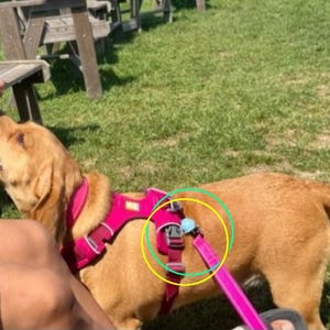 May include: A golden-brown dog wearing a bright pink nylon harness with adjustable straps and a plastic buckle. A matching pink lead is attached to the harness via a metal D-ring. The harness features reflective grey trim along the edges.