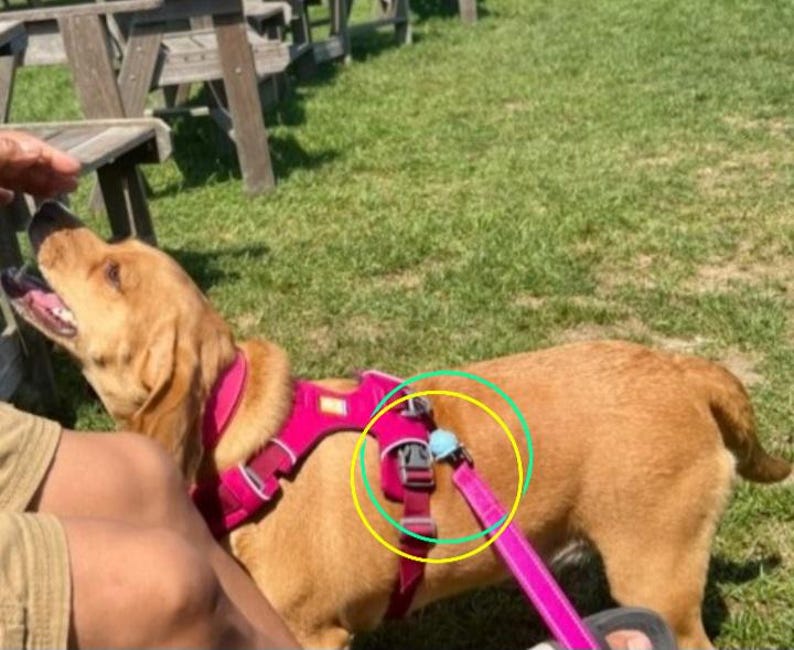 May include: A golden-brown dog wearing a bright pink nylon harness with adjustable straps and a plastic buckle. A matching pink lead is attached to the harness via a metal D-ring. The harness features reflective grey trim along the edges.