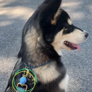 May include: A dog wearing a patterned blue and grey collar and lead set. The lead features a brass-toned metal swivel snap hook with a light blue, spherical, paw-print textured bead accent attached to the hardware near the collar connection.
